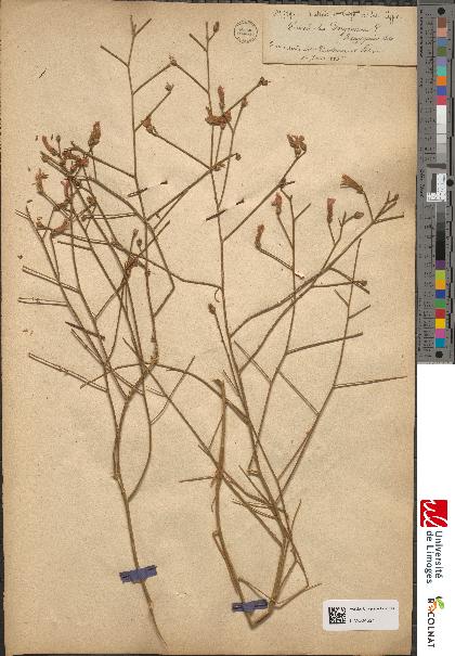 spécimen de Convolvulus dorycnium