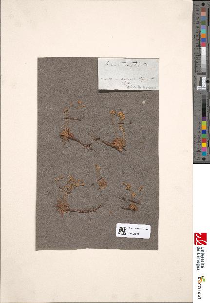 spécimen de Androsace obtusifolia