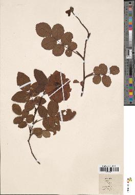 spécimen de Rosa gallica