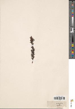 spécimen de Metrosideros corifolia