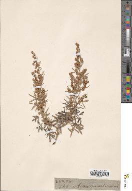 spécimen de Artemisia arborescens
