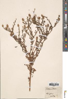 spécimen de Anthemis mixta