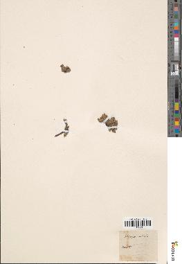 spécimen de Androsace imbricata
