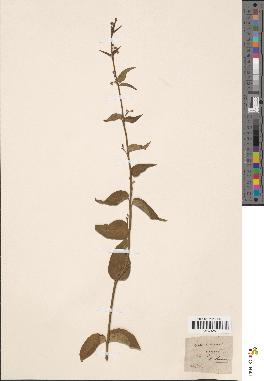 spécimen de Cynanchum nigrum