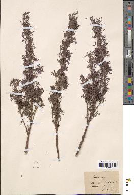 spécimen de Artemisia abrotanum