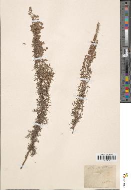 spécimen de Artemisia pontica