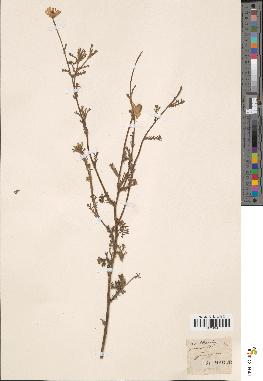 spécimen de Anthemis mixta