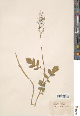 spécimen de Sinapis alba