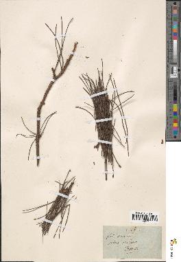 spécimen de Pinus laricio