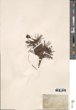 spécimen de Pinus pinea