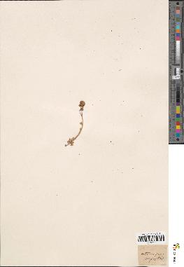 spécimen de Artemisia rupestris