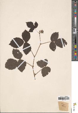 spécimen de Rubus idaeus