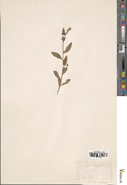 spécimen de Sinapis integrifolia