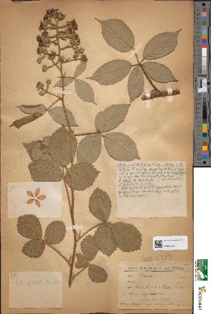 spécimen de Rubus mutabilis