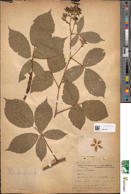 spécimen de Rubus mutabilis