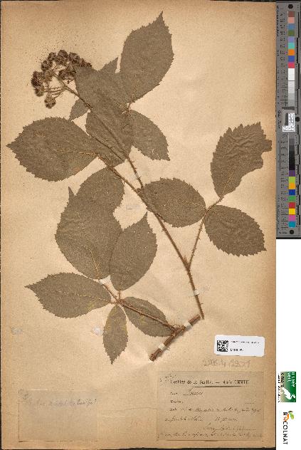 spécimen de Rubus mutabilis