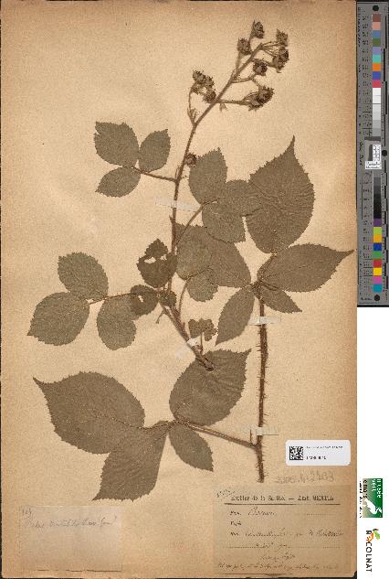 spécimen de Rubus mutabilis