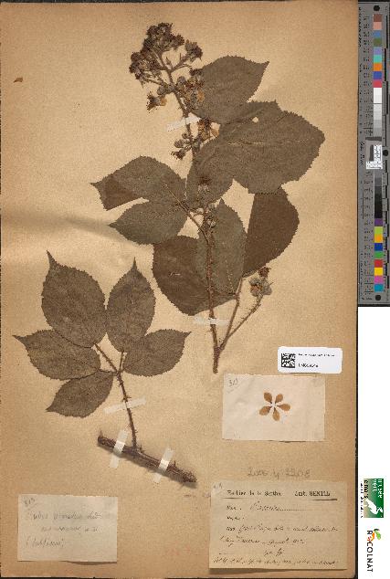 spécimen de Rubus omalus