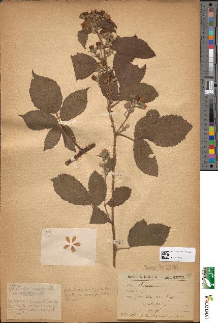 spécimen de Rubus omalus