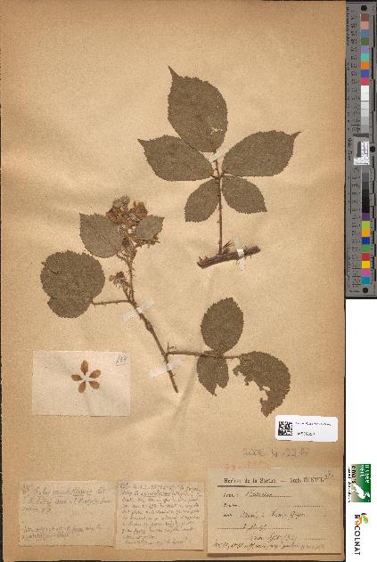 spécimen de Rubus apiculatiformis