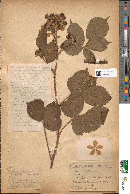 spécimen de Rubus apiculatiformis