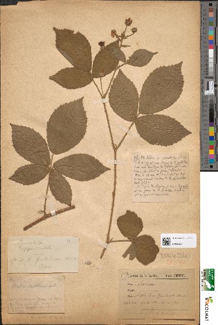 spécimen de Rubus sarthinus