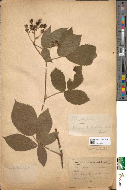 spécimen de Rubus sarthinus