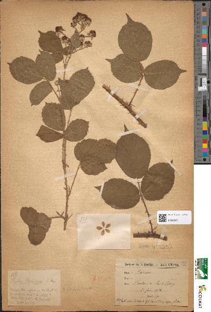 spécimen de Rubus henriquesii