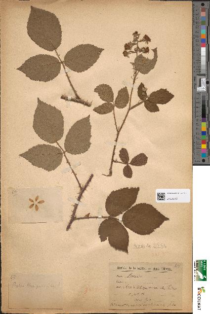 spécimen de Rubus henriquesii