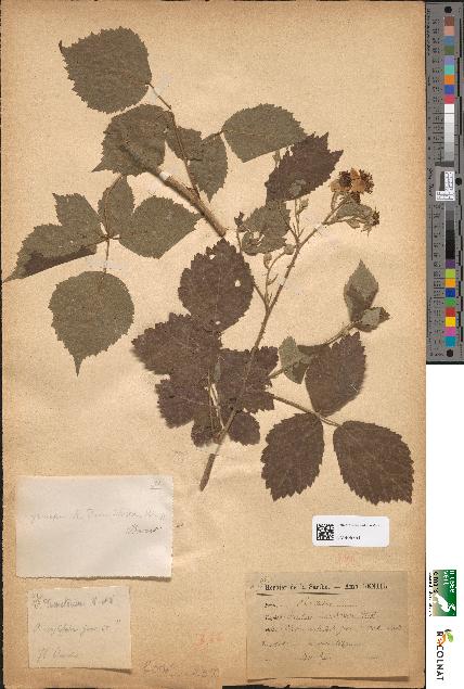 spécimen de Rubus dumetorum