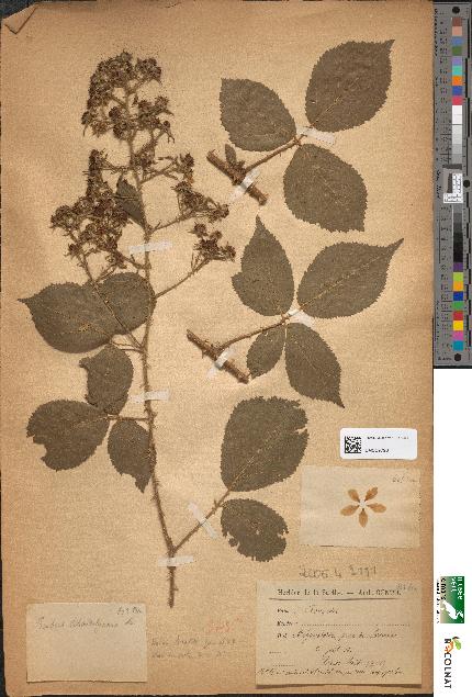 spécimen de Rubus schmidelyanus