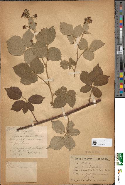 spécimen de Rubus boreauanus