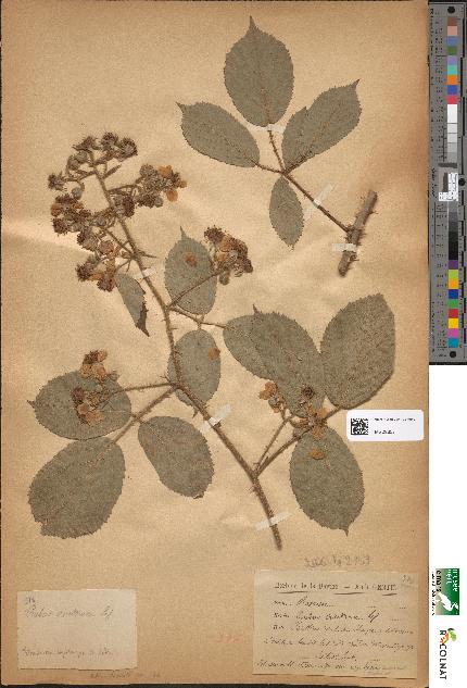 spécimen de Rubus ericetorum