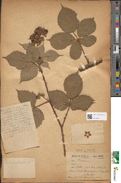 spécimen de Rubus pauciglandulosus