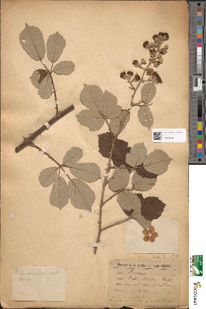 spécimen de Rubus ulmifolius