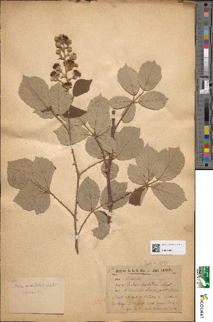 spécimen de Rubus ulmifolius