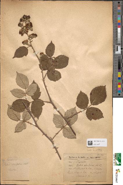 spécimen de Rubus ulmifolius