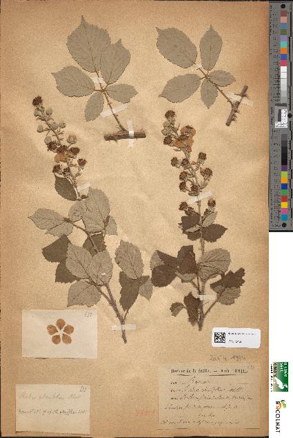 spécimen de Rubus ulmifolius