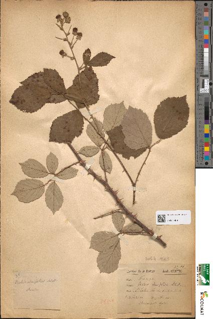 spécimen de Rubus ulmifolius