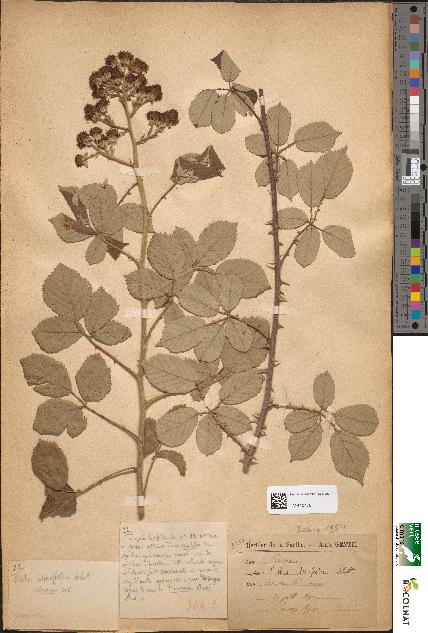 spécimen de Rubus ulmifolius