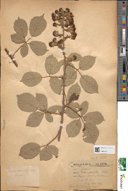 spécimen de Rubus ulmifolius