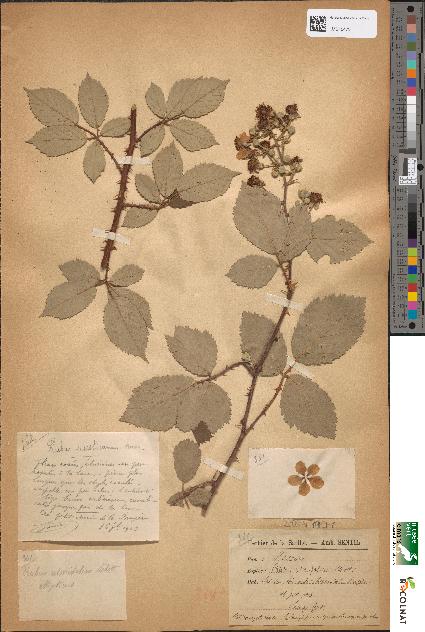 spécimen de Rubus ulmifolius