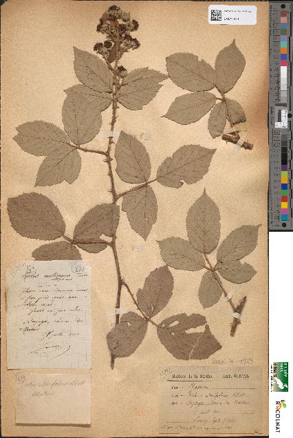 spécimen de Rubus ulmifolius