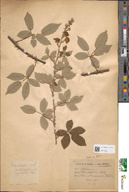 spécimen de Rubus ulmifolius