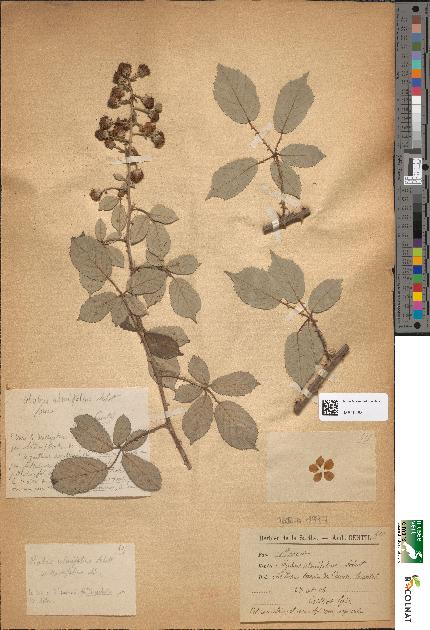 spécimen de Rubus ulmifolius