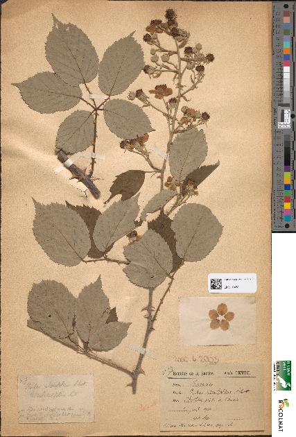 spécimen de Rubus ulmifolius