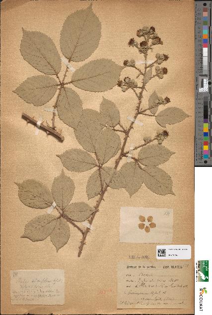 spécimen de Rubus ulmifolius