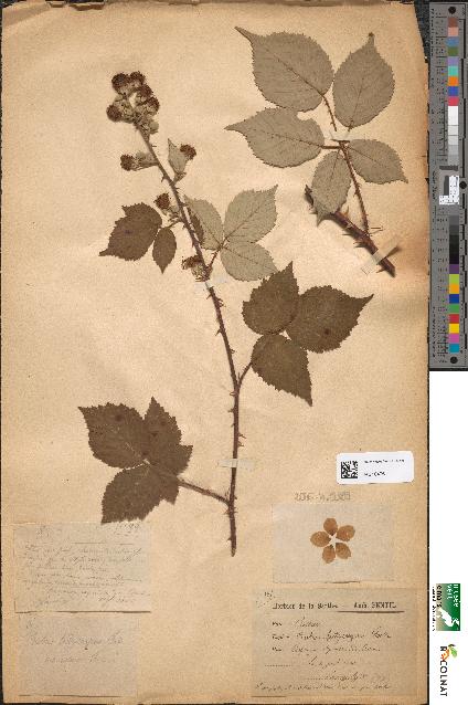 spécimen de Rubus hedycarpus