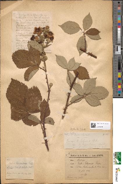 spécimen de Rubus hedycarpus