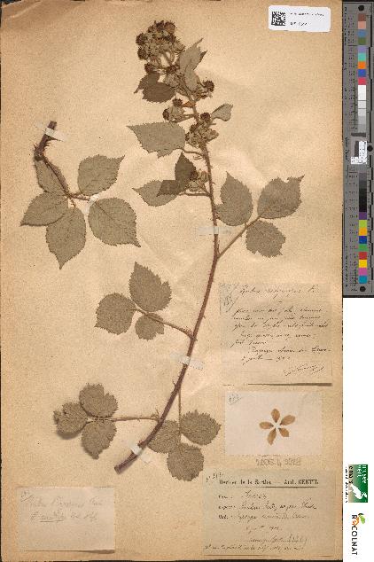 spécimen de Rubus hedycarpus